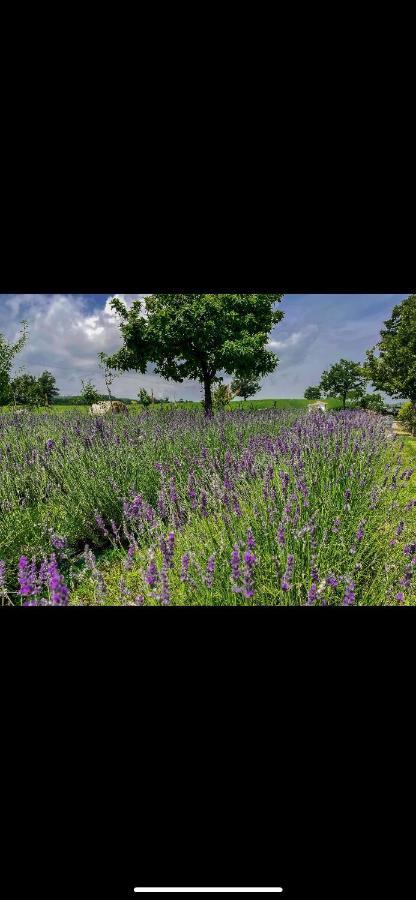 La Baita Nei Boschi Villa Serramazzoni Buitenkant foto