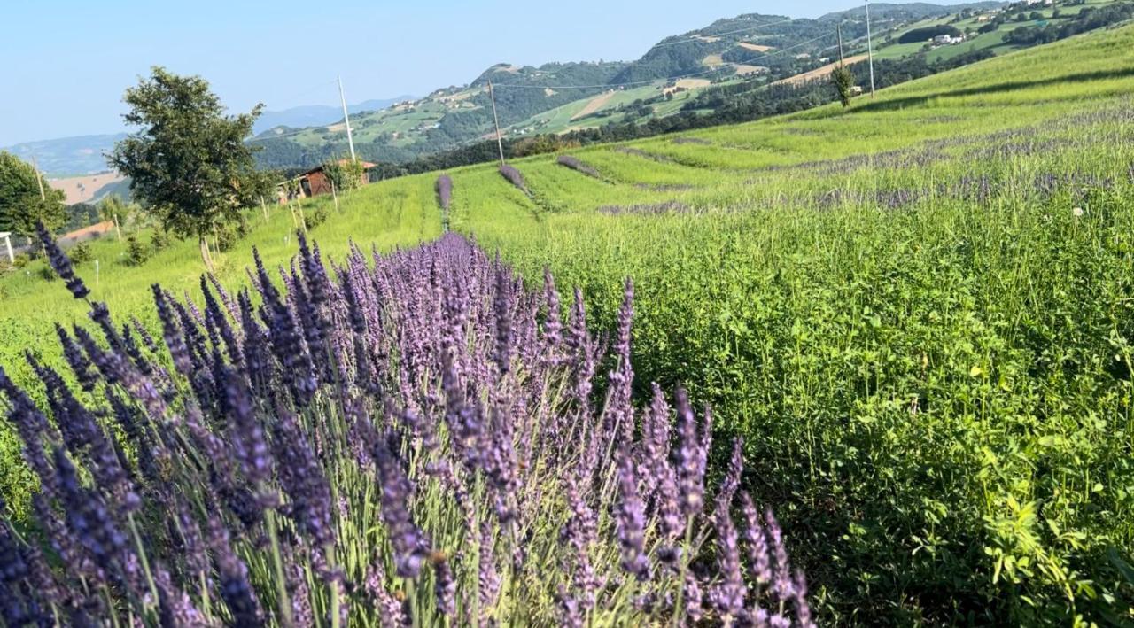 La Baita Nei Boschi Villa Serramazzoni Buitenkant foto