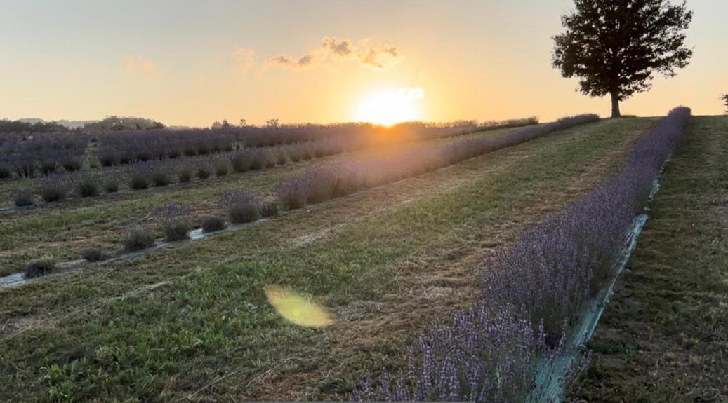 La Baita Nei Boschi Villa Serramazzoni Buitenkant foto