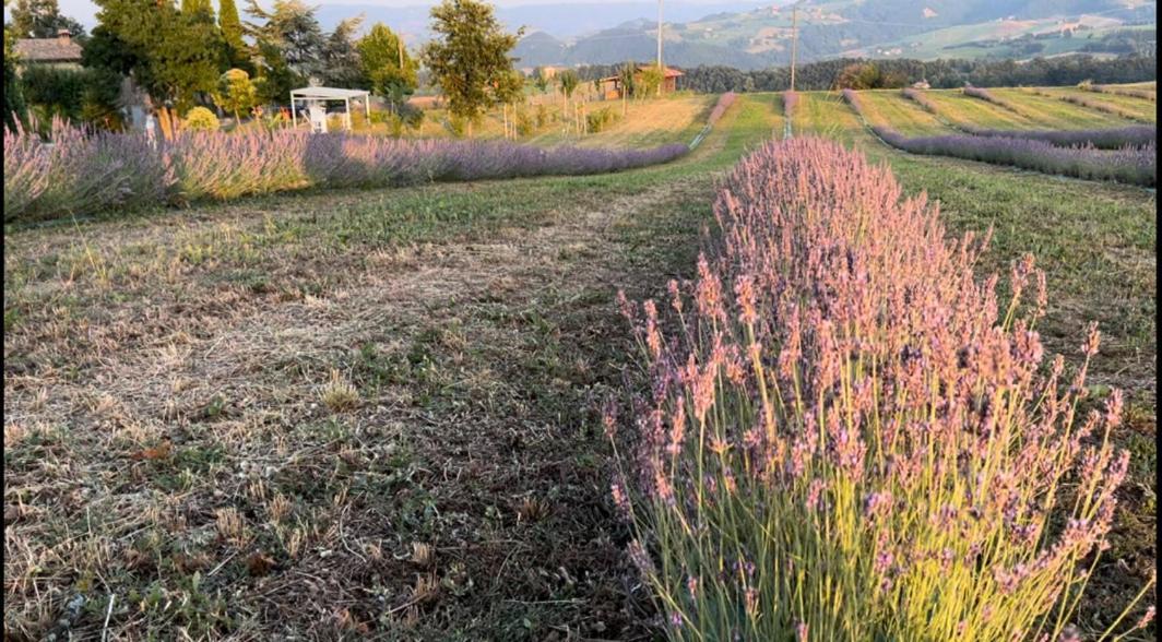 La Baita Nei Boschi Villa Serramazzoni Buitenkant foto