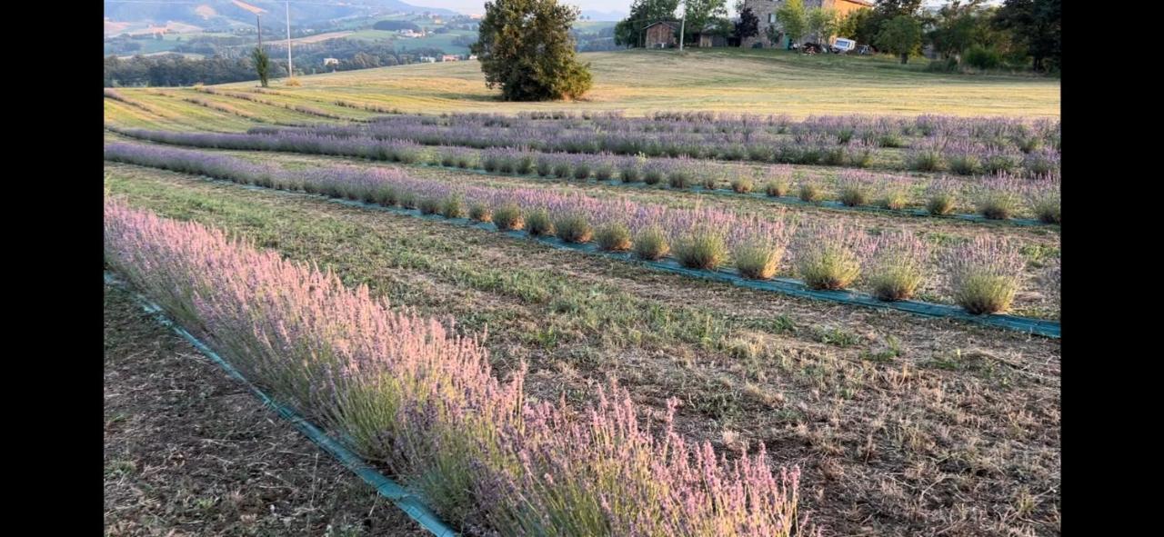 La Baita Nei Boschi Villa Serramazzoni Buitenkant foto