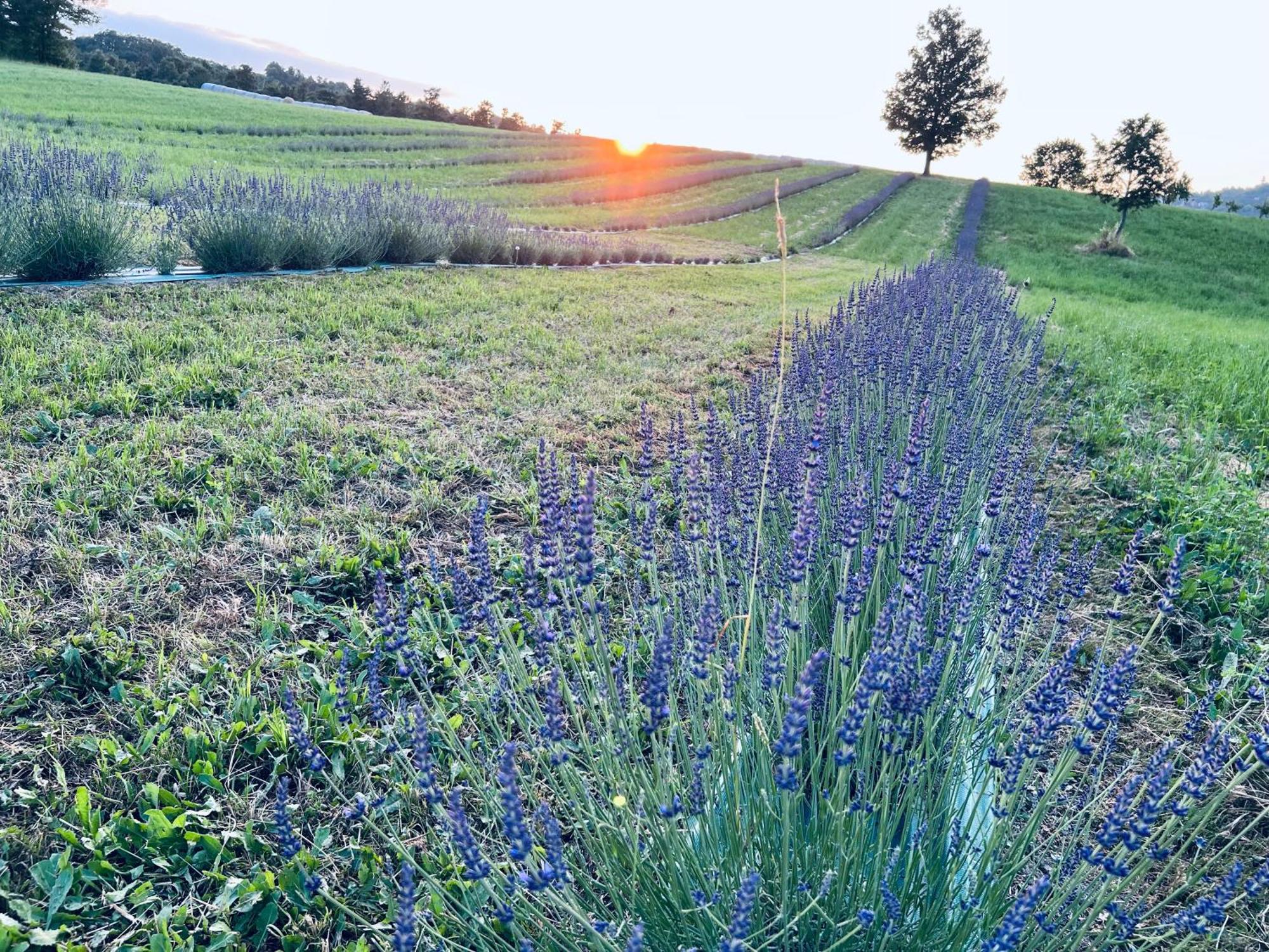 La Baita Nei Boschi Villa Serramazzoni Buitenkant foto