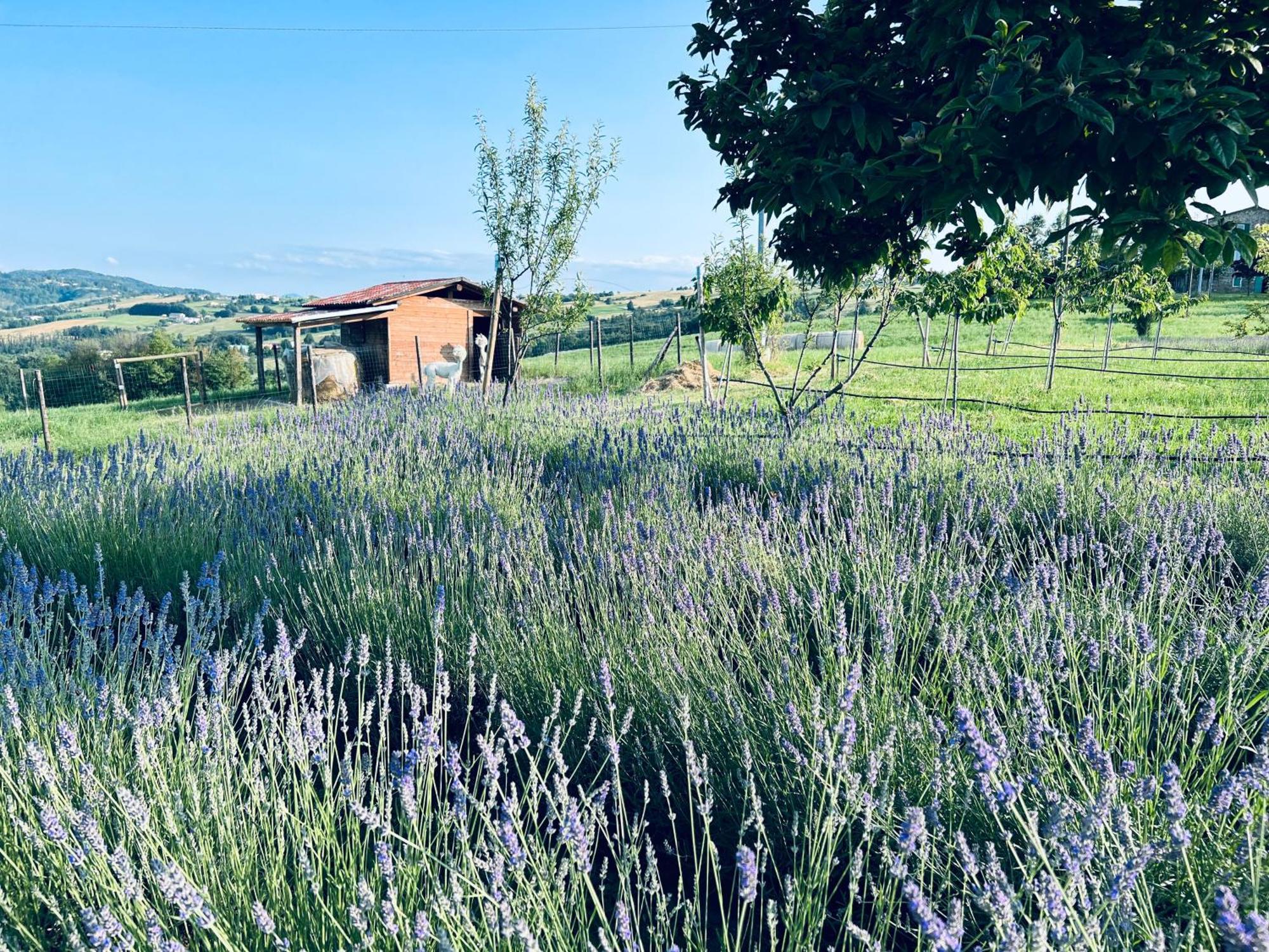 La Baita Nei Boschi Villa Serramazzoni Buitenkant foto