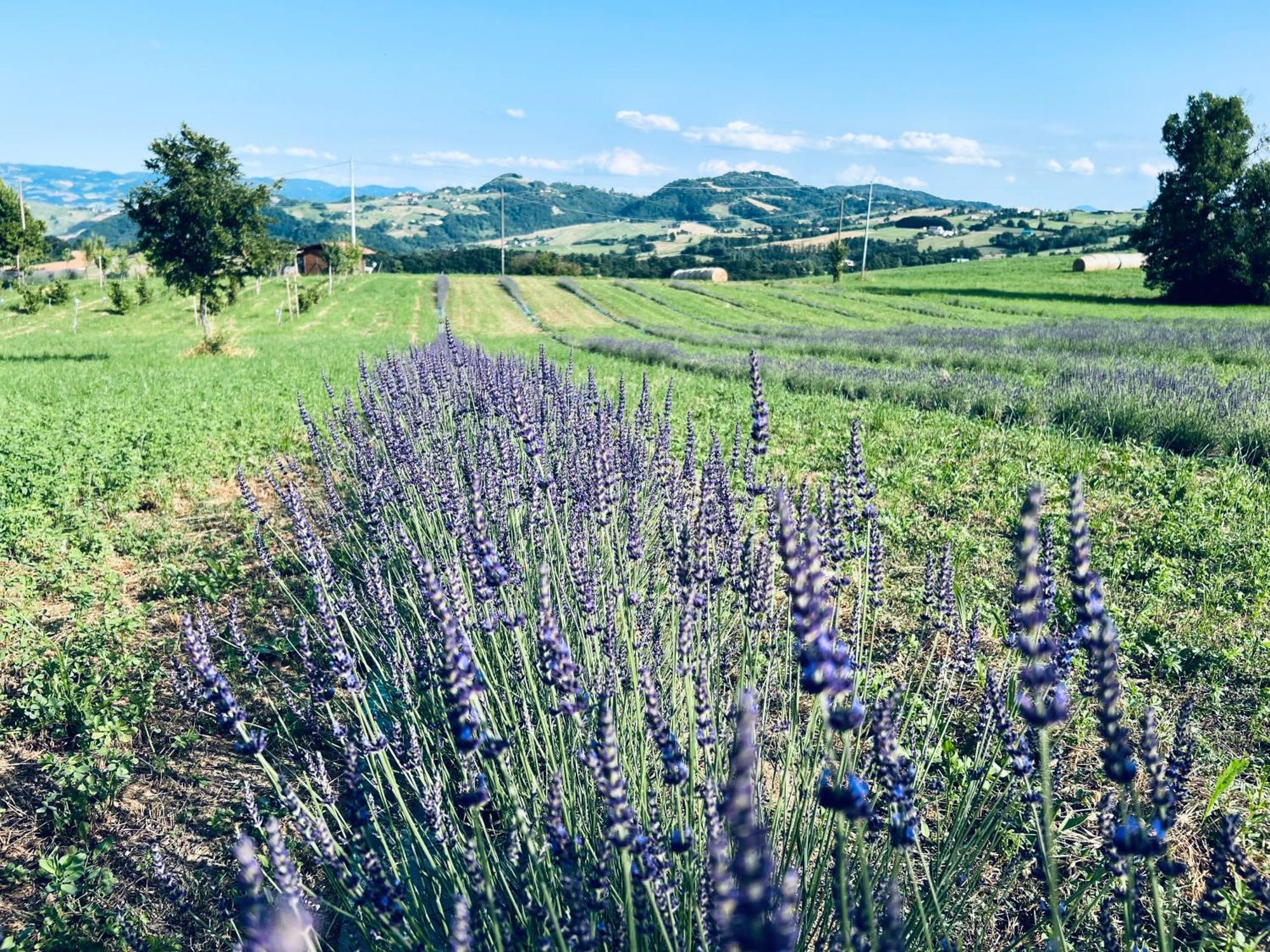 La Baita Nei Boschi Villa Serramazzoni Buitenkant foto