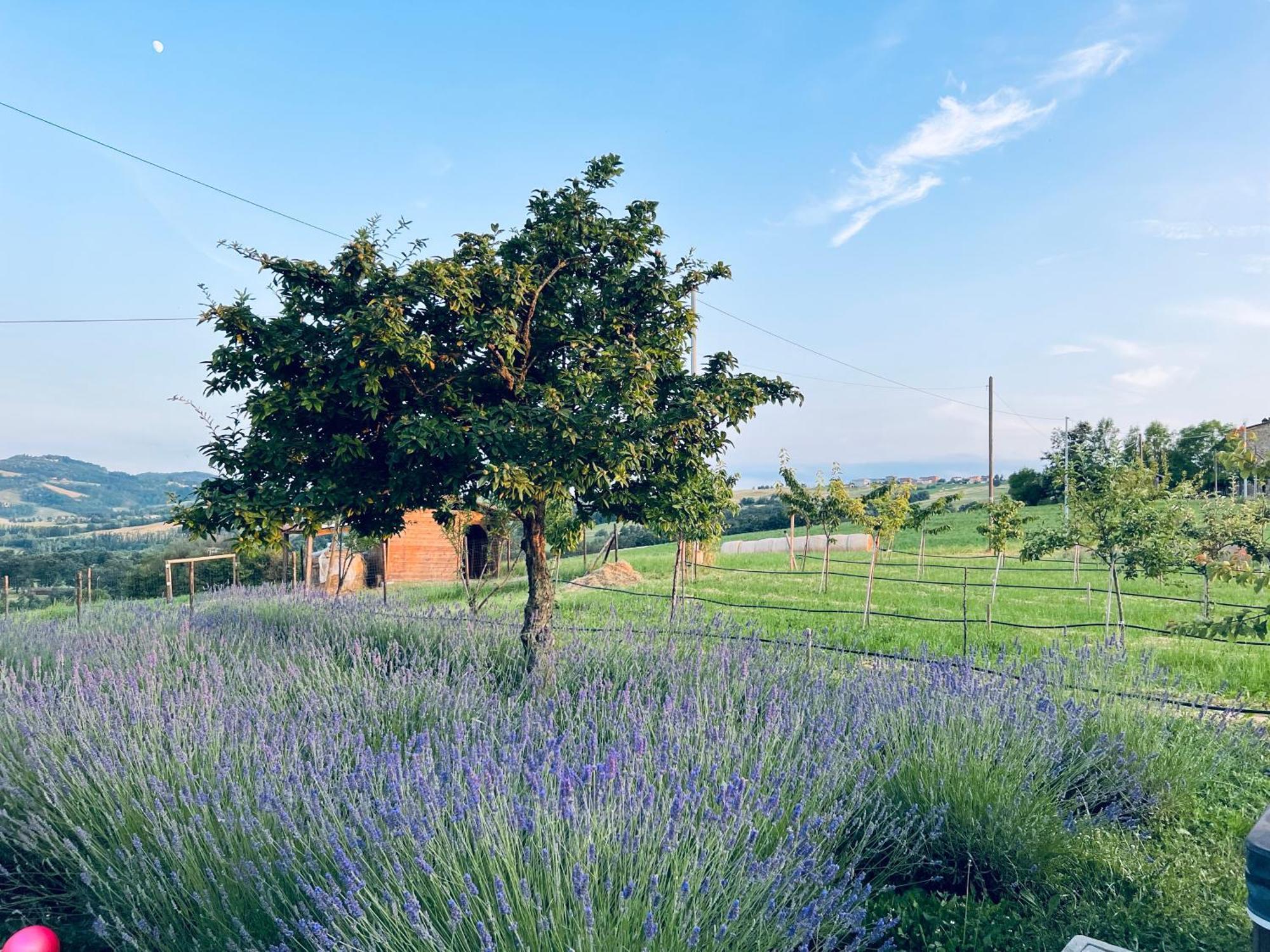 La Baita Nei Boschi Villa Serramazzoni Buitenkant foto